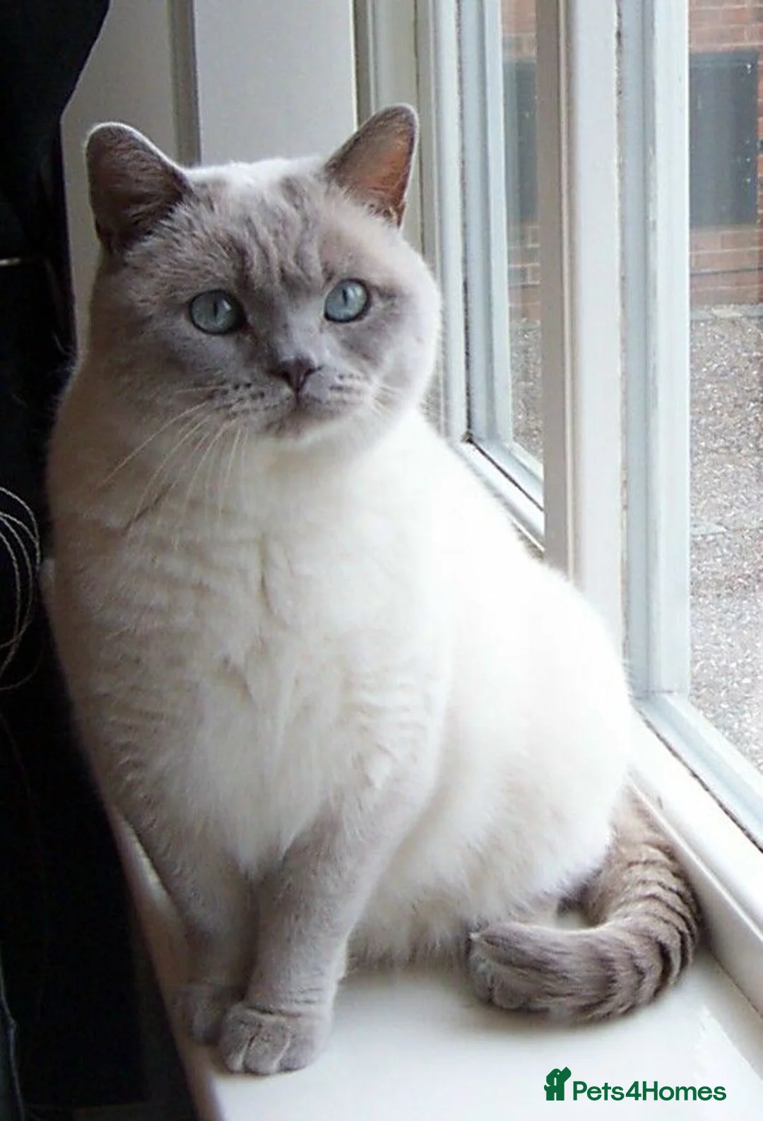 British Shorthair cats for sale: Exceptional kittens available to reserve  - Advert 5