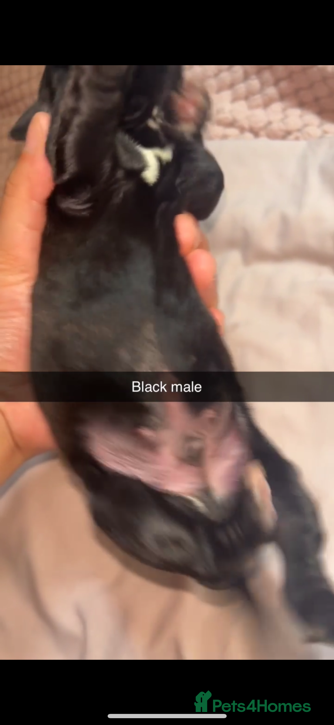 Cane Corso dogs for sale: Cane Corso first litter of puppies !! - Image 13