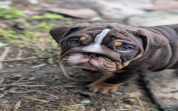 English Bulldog dogs for sale: English bulldog  - Image 5