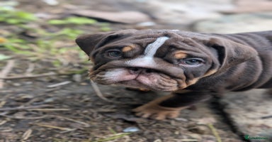 English Bulldog dogs - Advert 8