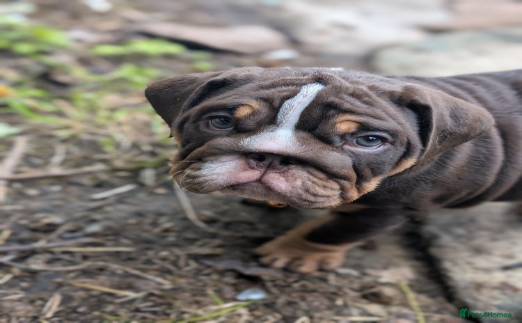 English Bulldog dogs - Advert 3