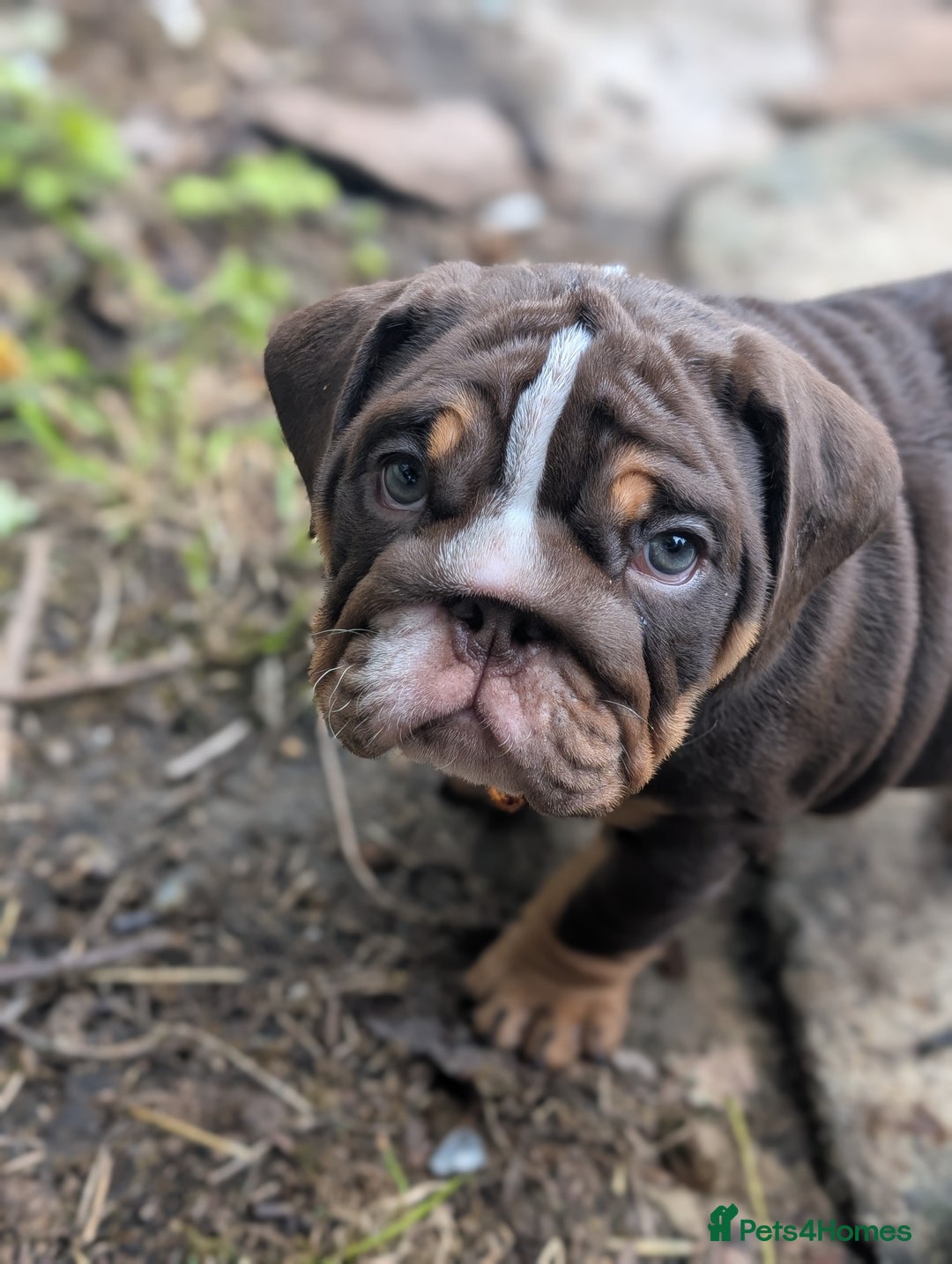 English Bulldog dogs for sale: English bulldog  - Image 5