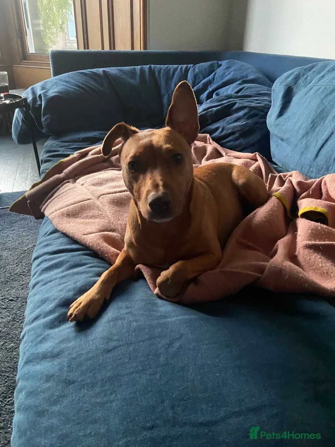 Patterdale Terrier dogs for stud: Smooth-haired golden Patterdale terrier stud in Edinburgh - Advert 1