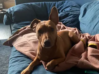 Patterdale Terrier dogs Smooth-haired golden Patterdale terrier stud - Advert 9