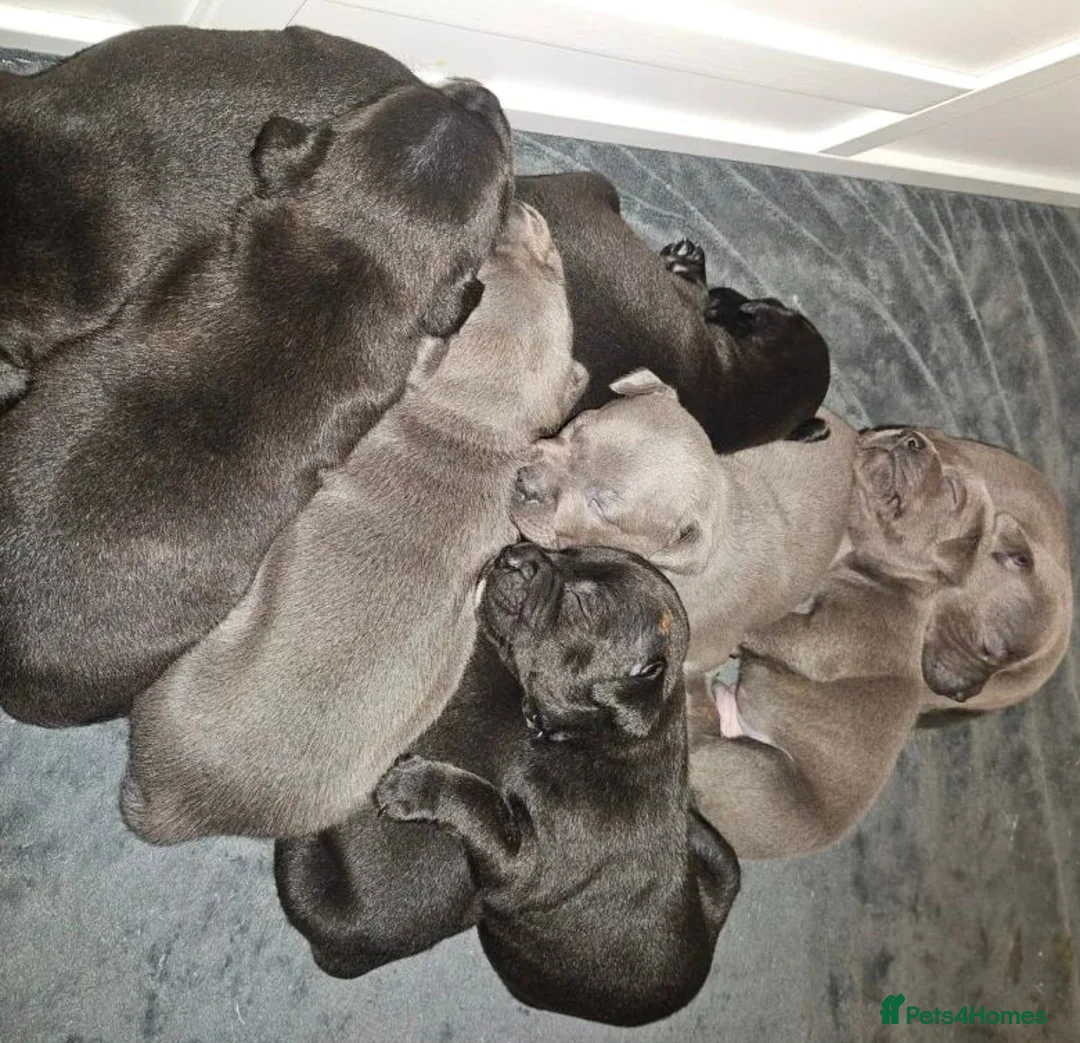 Staffordshire Bull Terrier dogs for sale: Beautiful Family-raised Blue Brindle Staffy Pups - Advert 2
