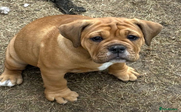 Old Tyme Bulldog dogs - Advert 2