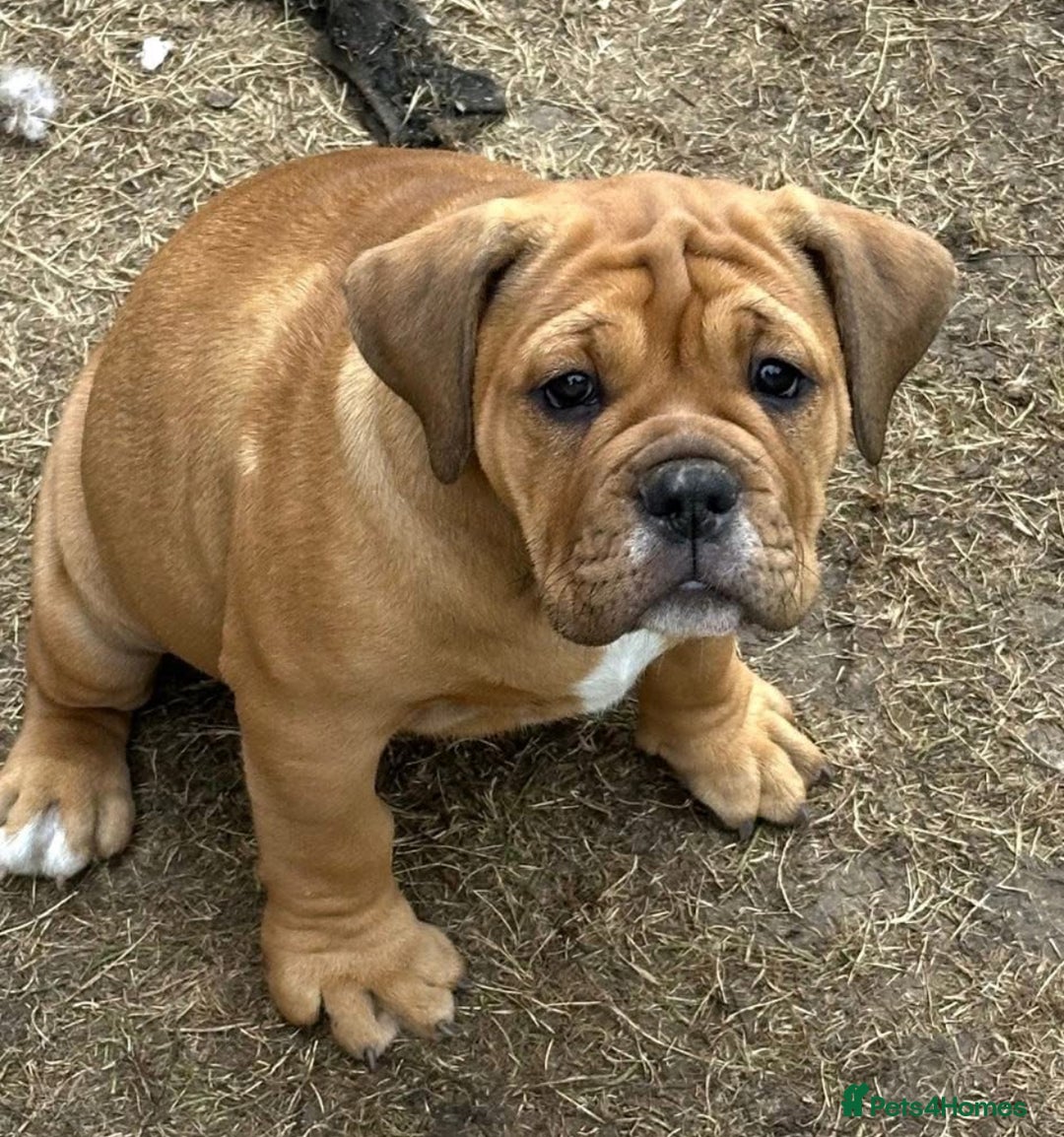 11 Weeks 11 Month Old English Bulldog English Bulldogs Puppies And