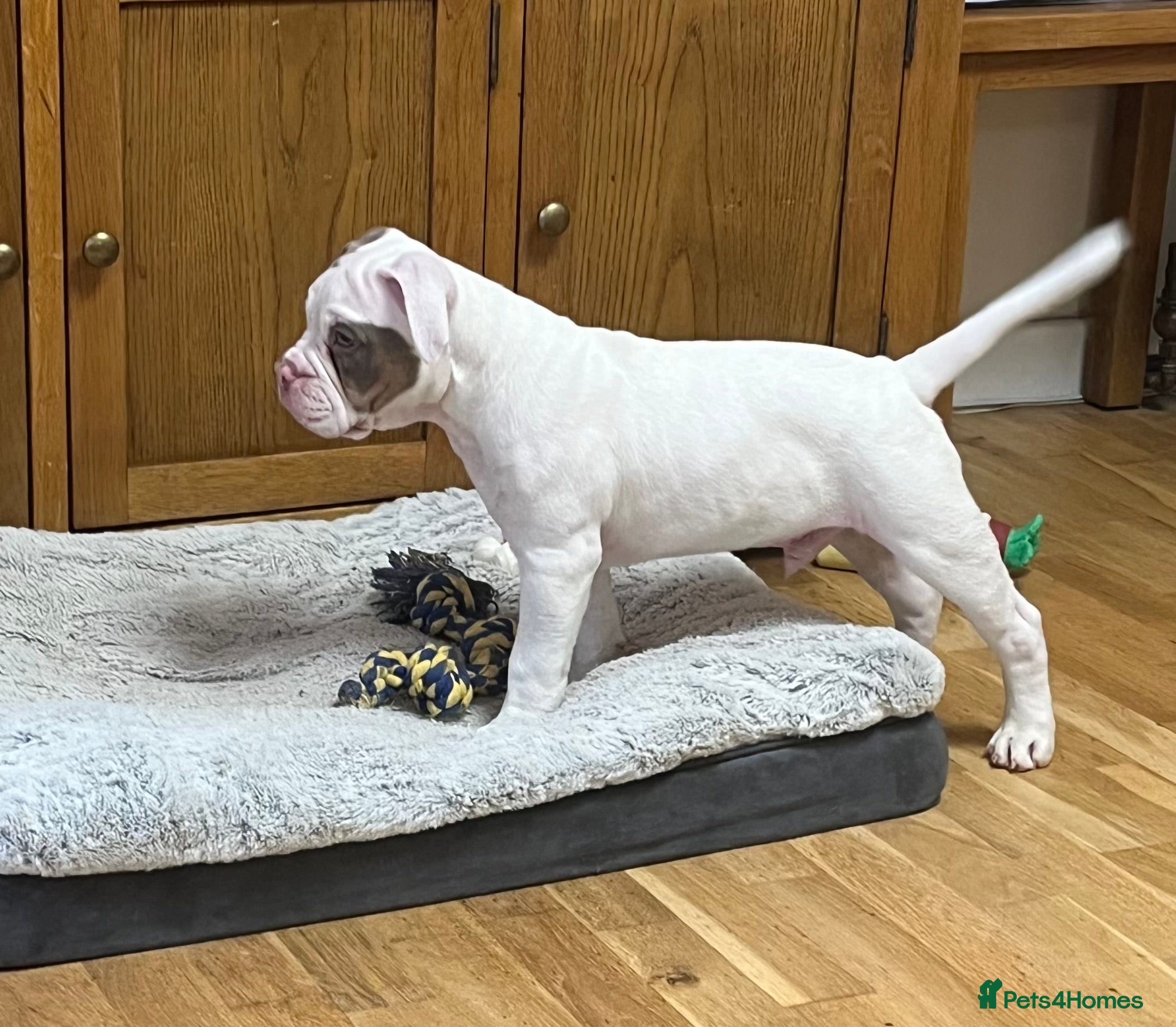Olde English Bulldogge dogs 1 Olde English Bulldogge NEBBR registered boys - Advert 14
