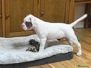 Olde English Bulldogge dogs 1 Olde English Bulldogge NEBBR registered boys - Advert 14