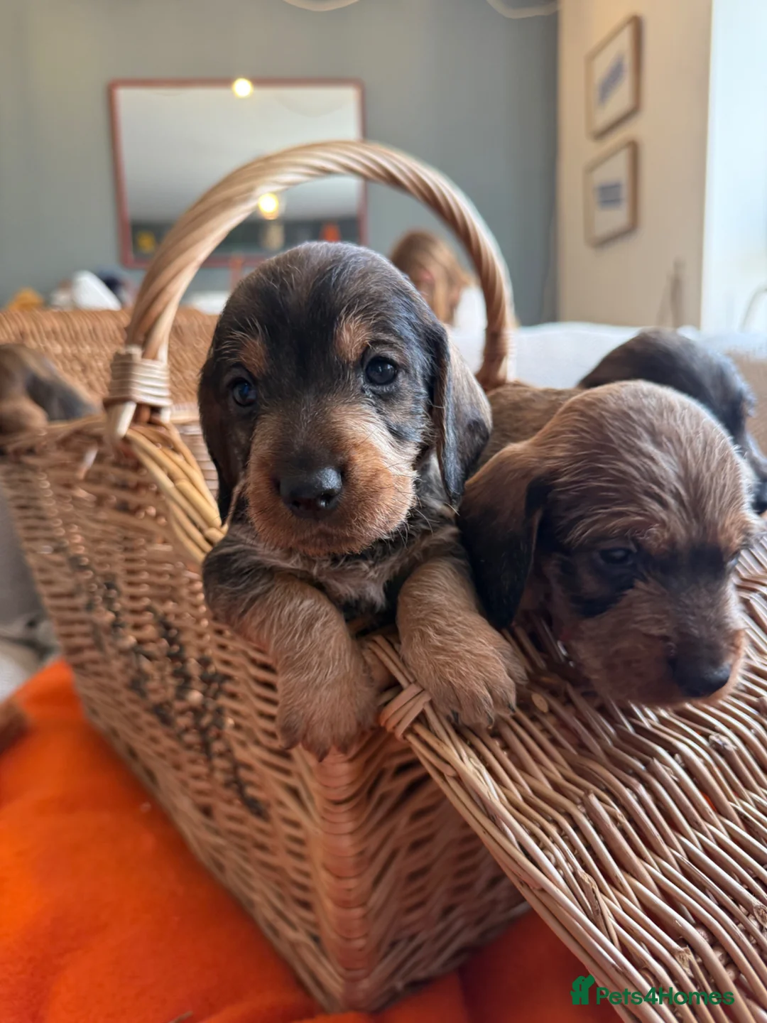 Dachshund dogs for sale: STANDARD WIREHAIRED DACHSHUND PUPPIES - Advert 2