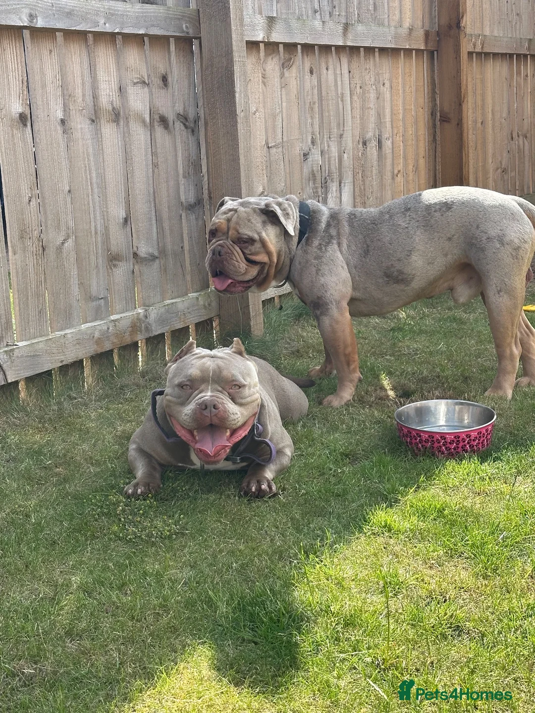 American Bully dogs for sale: Myla - Pocket Bully Looking for her forever home  in Leeds - Advert 2