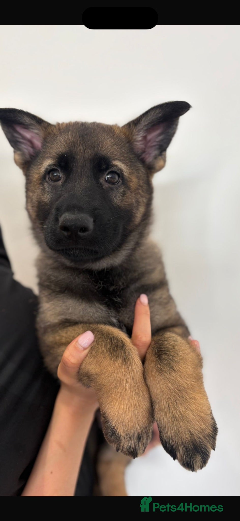 German Shepherd dogs Europe’s Elite Male and female available   - Advert 1
