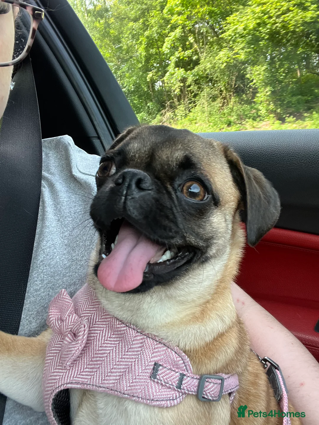 Pug dogs for sale: Loving Home Needed for 2-Year-Old Female Pug in Aldershot - Advert 7