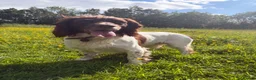 English Springer Spaniel dogs for stud: English Springer for Stud - Advert 5