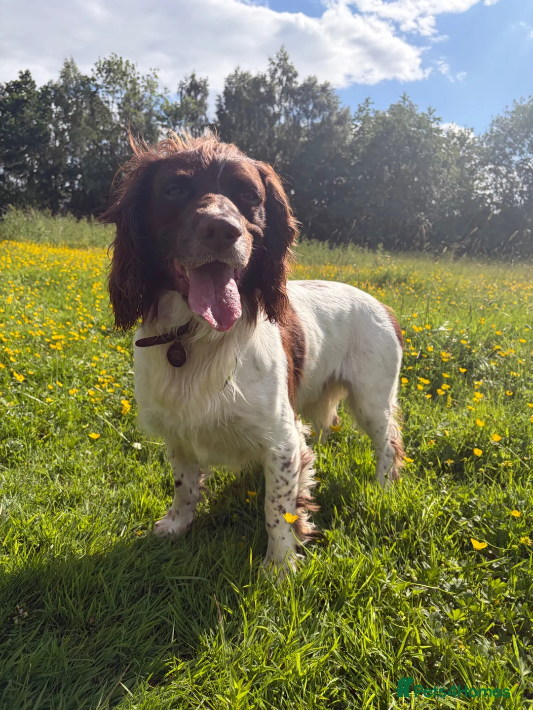 English Springer Spaniel dogs for stud: English Springer for Stud - Advert 5