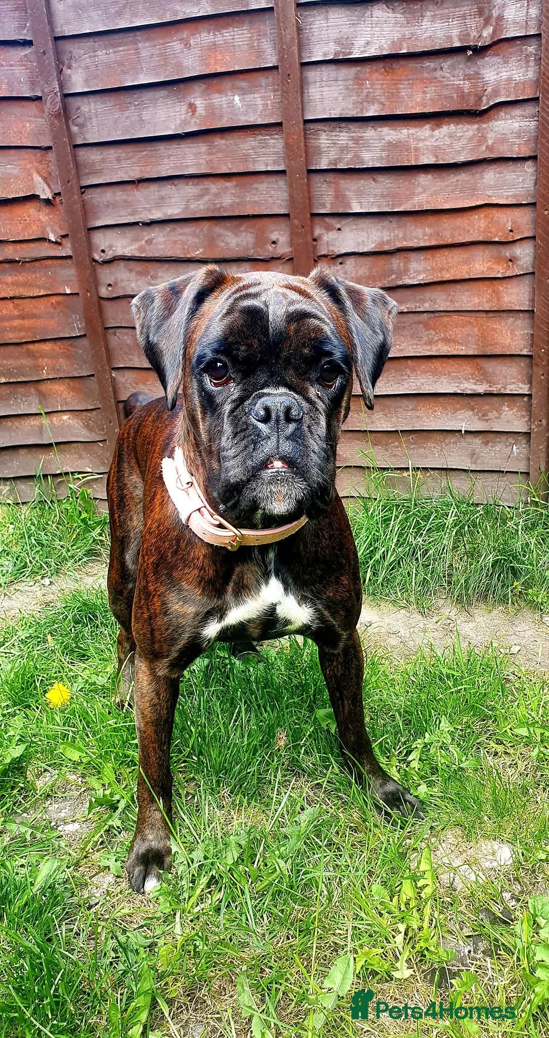Boxer dogs for sale: Boxer Girl looking for new home - Advert 3