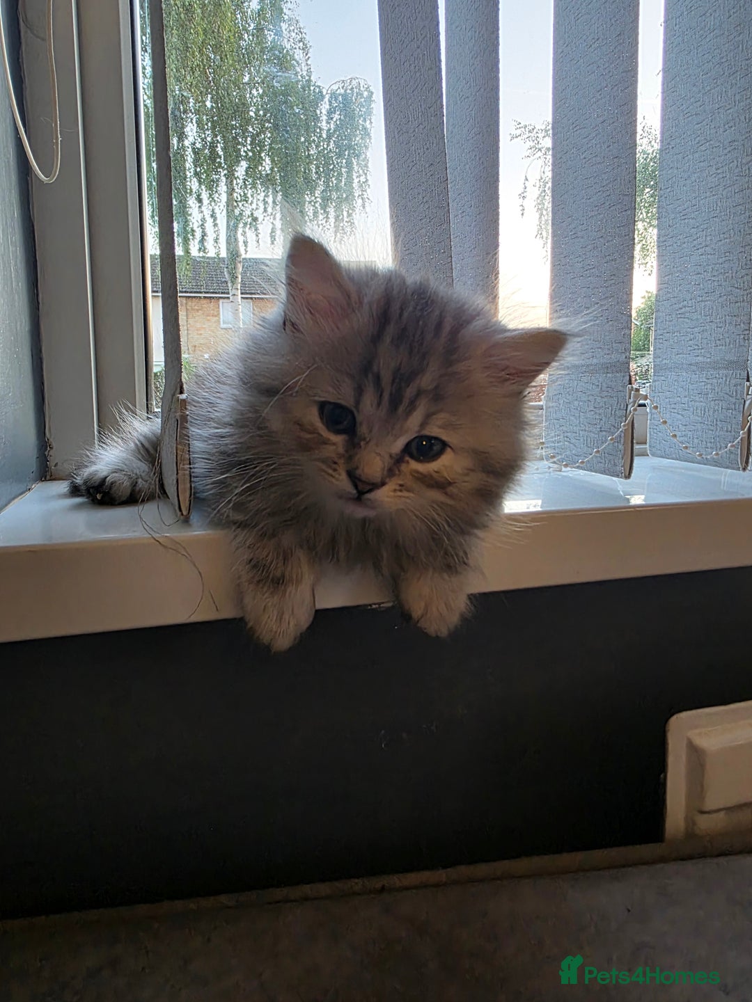 British Shorthair cats for sale: Norwegian forest cat x - Image 13