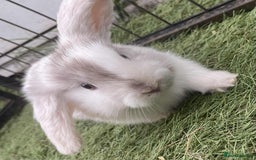 Mini Lop rabbits for sale: Mini lops for reserve  - Image 2
