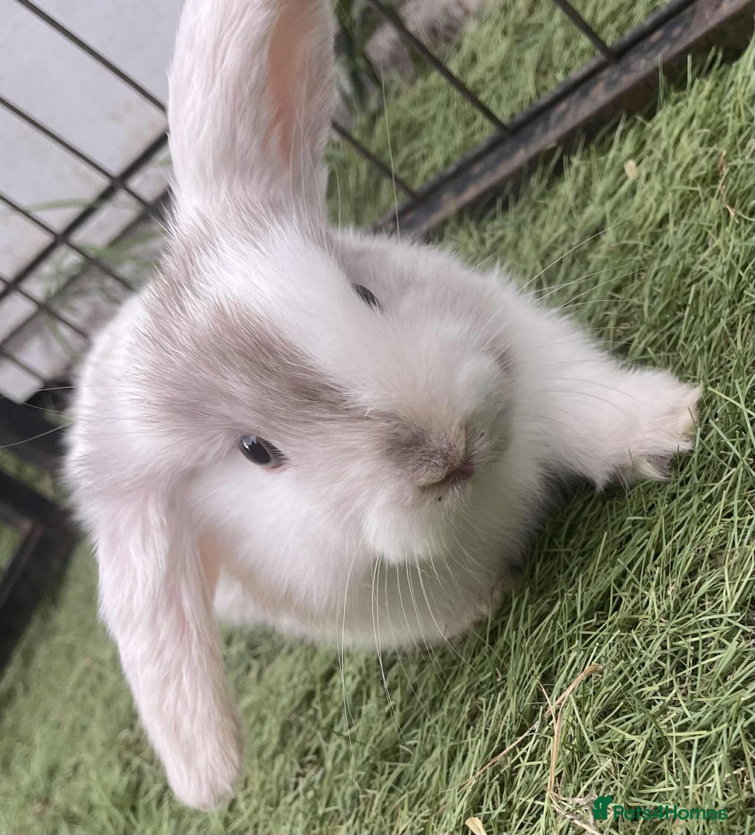 Mini Lop rabbits for sale: Mini lops for reserve  - Image 2