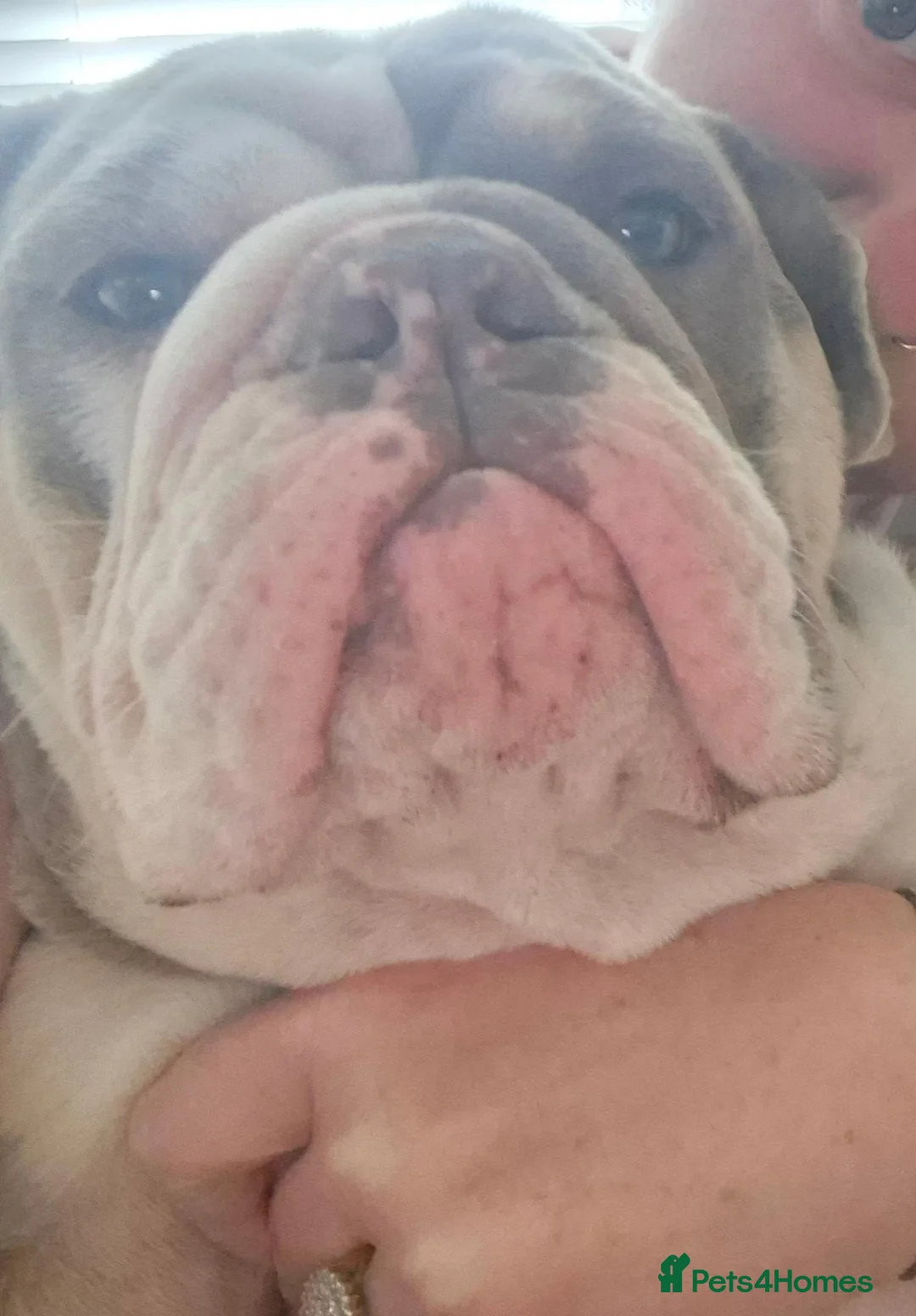 English Bulldog dogs for sale: Our beautiful girl V 💜 1 year very said sale in Market Harborough - Advert 10