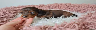Miniature Dachshund Puppy 1