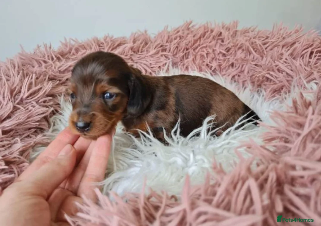 Miniature Dachshund dogs for sale: Long-Haired Dachshund puppies in London - Advert 5