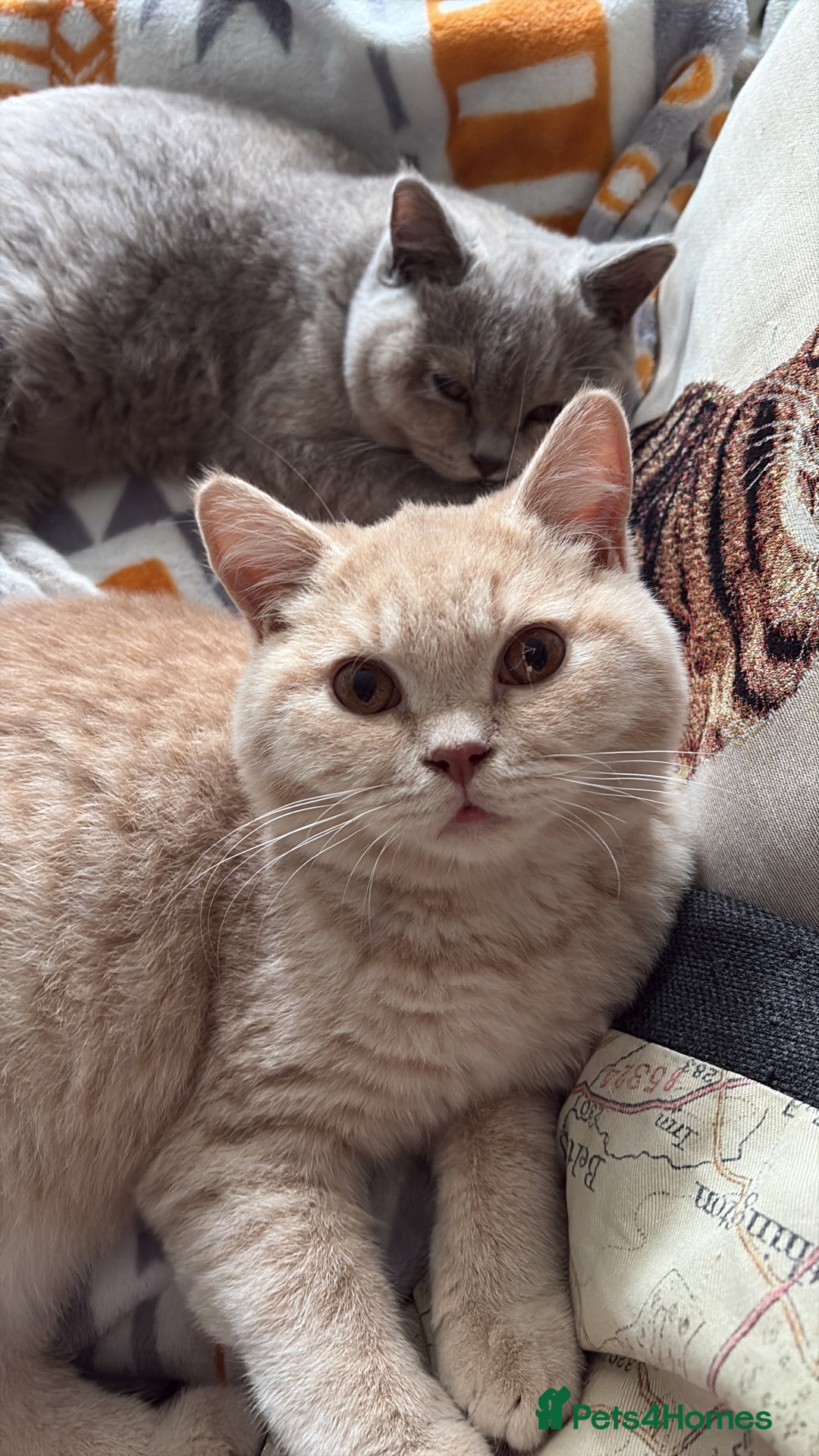 British Shorthair cats for sale: Registered British Shorthair Kittens ❤️  - Advert 11