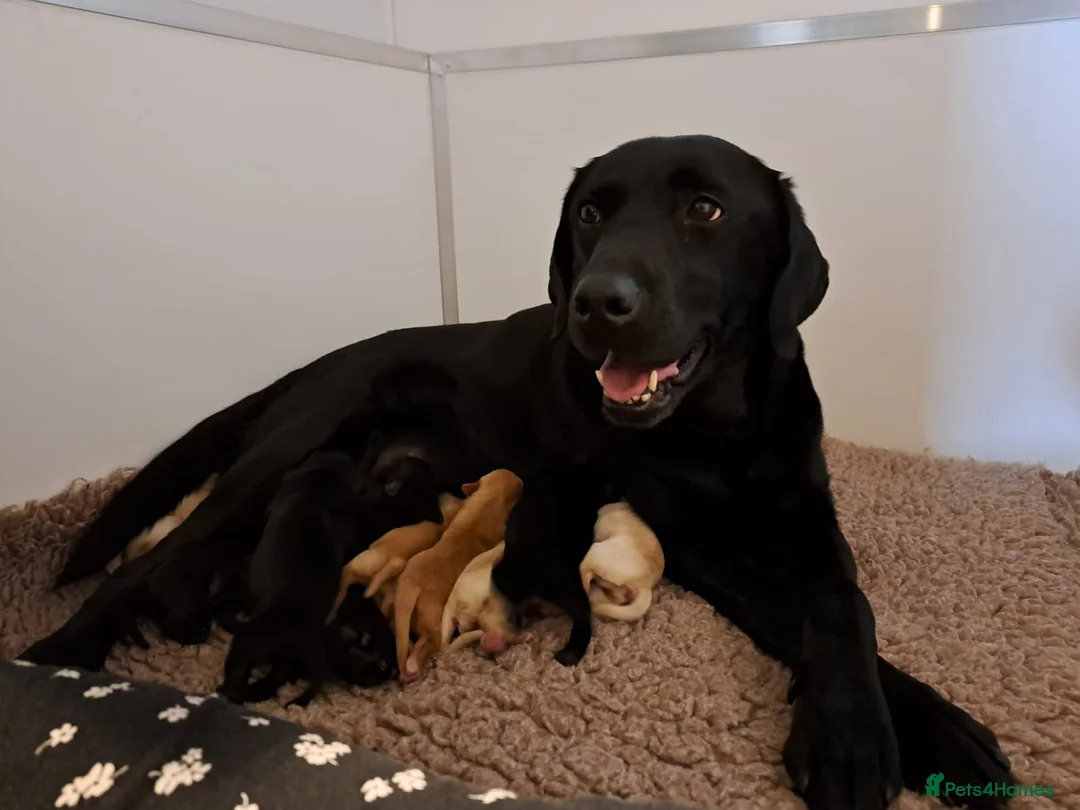 Goldador dogs for sale: Goldador pups - Advert 1