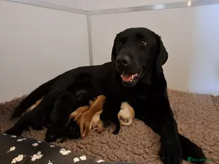 Goldador dogs Goldador pups - Advert 6