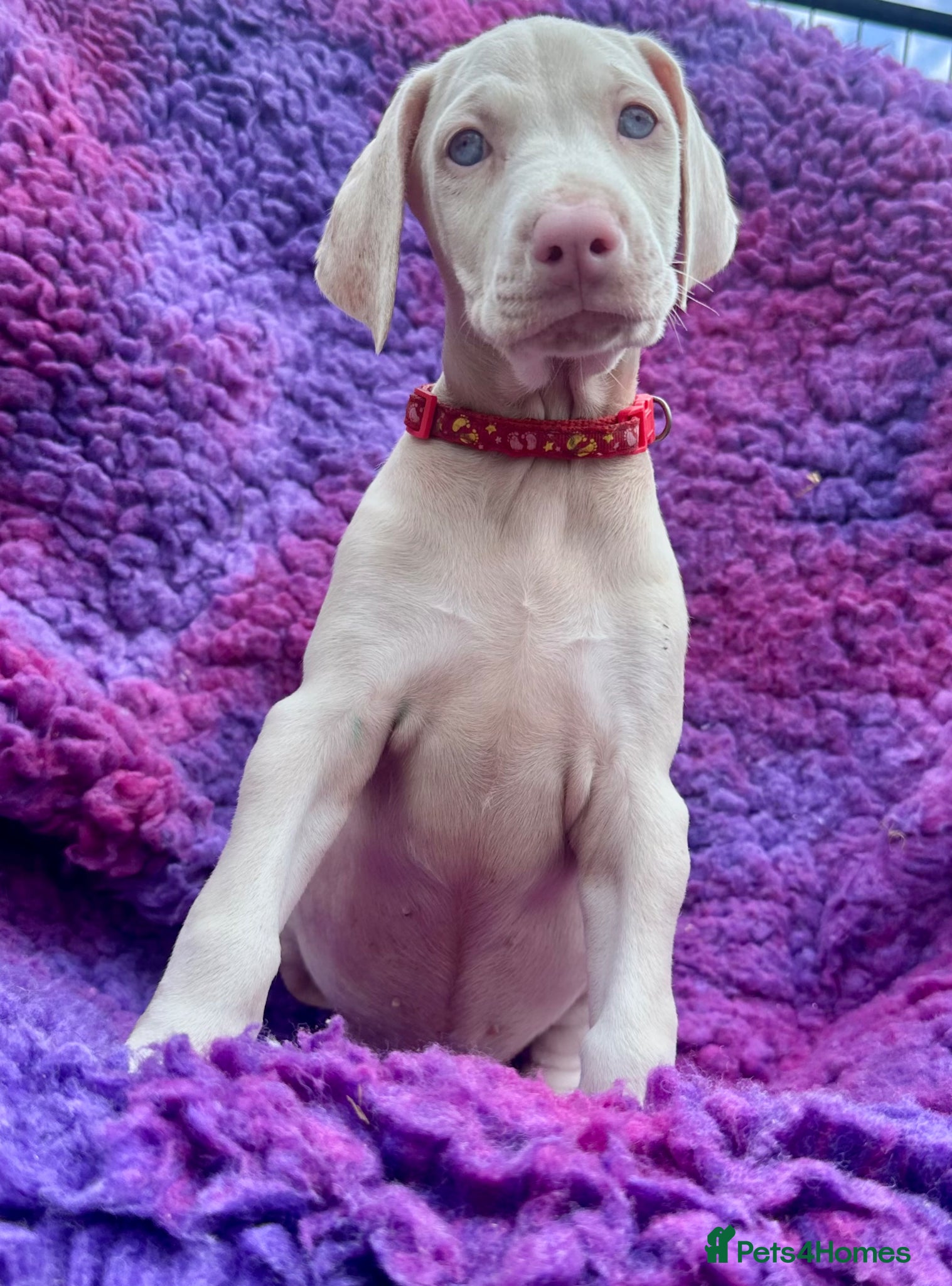 Dobermann dogs KC registered health tested Dobermann puppies  - Advert 2