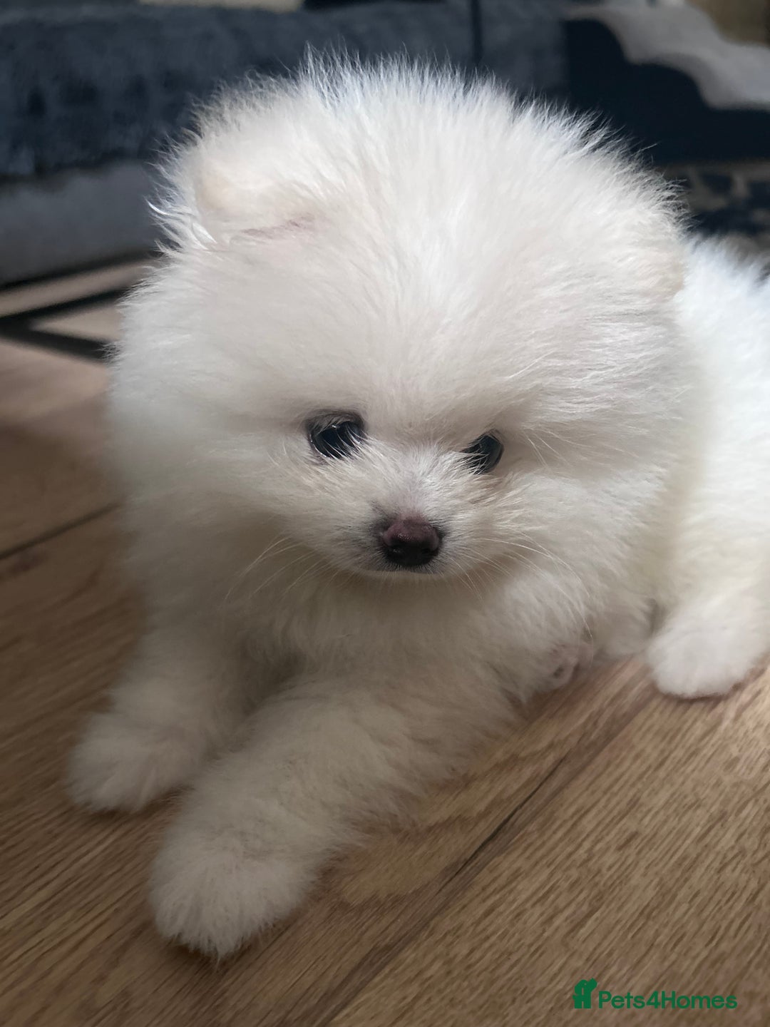 Pomeranian dogs for sale: Adorable White Teddy-Bear Pom Puppies! - Image 30