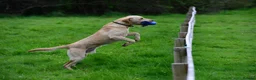 Labrador Retriever dogs for sale: Beautiful natured working Labradors  - Advert 8