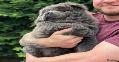 Chow Chow dogs - Advert 2