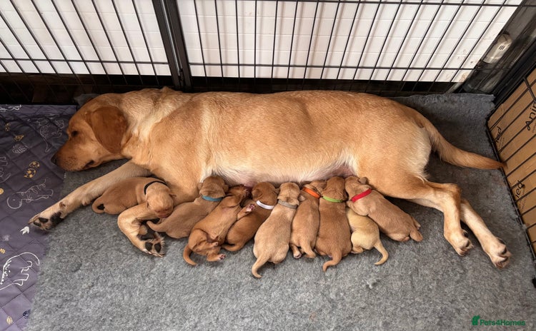 Labrador Retriever dogs Labrador Puppies  - Advert 7