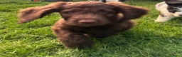 Saint Berdoodle dogs for sale: Premium St Berdoodle Puppies  - Advert 16