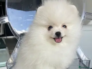 Pomeranian dogs very affectionate pomeranian girl - Advert 10