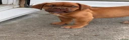 Dogue De Bordeaux dogs for sale: Beautiful Girl looking for forever home - Advert 1