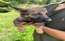 German Shepherd dogs for sale: Germany 🇩🇪 shepherd puppies dogs 🐕 big boned - Image 26