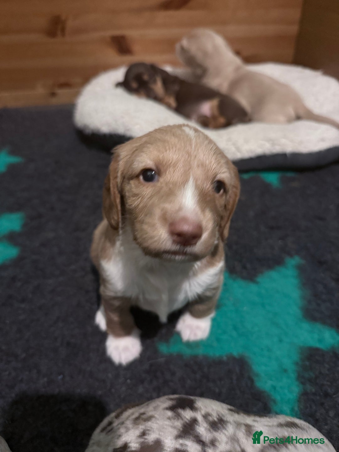 Mixed Breed dogs for sale: Adorable Daschund x spaniel pups  - Advert 23