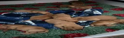 Golden Retriever dogs for sale: Beautiful litter of dark red golden retriever pups - Advert 5