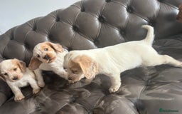 Cocker Spaniel dogs for sale: Sold  - Image 7