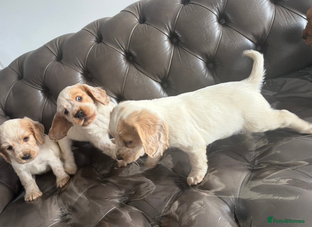 Cocker Spaniel dogs for sale: Sold  - Image 7
