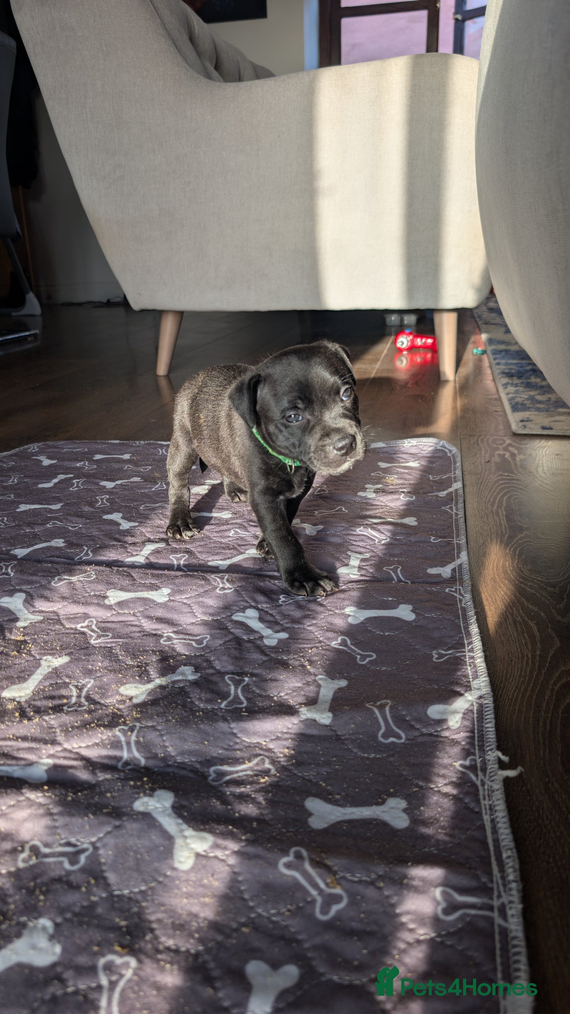 Staffordshire Bull Terrier dogs KC Registered Staffordshire Bull Terrier Puppies - Advert 2