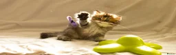 Scottish Fold cats for sale: Scottish Fold PURE BREED TOP QUALITY in Tilbury - Advert 5