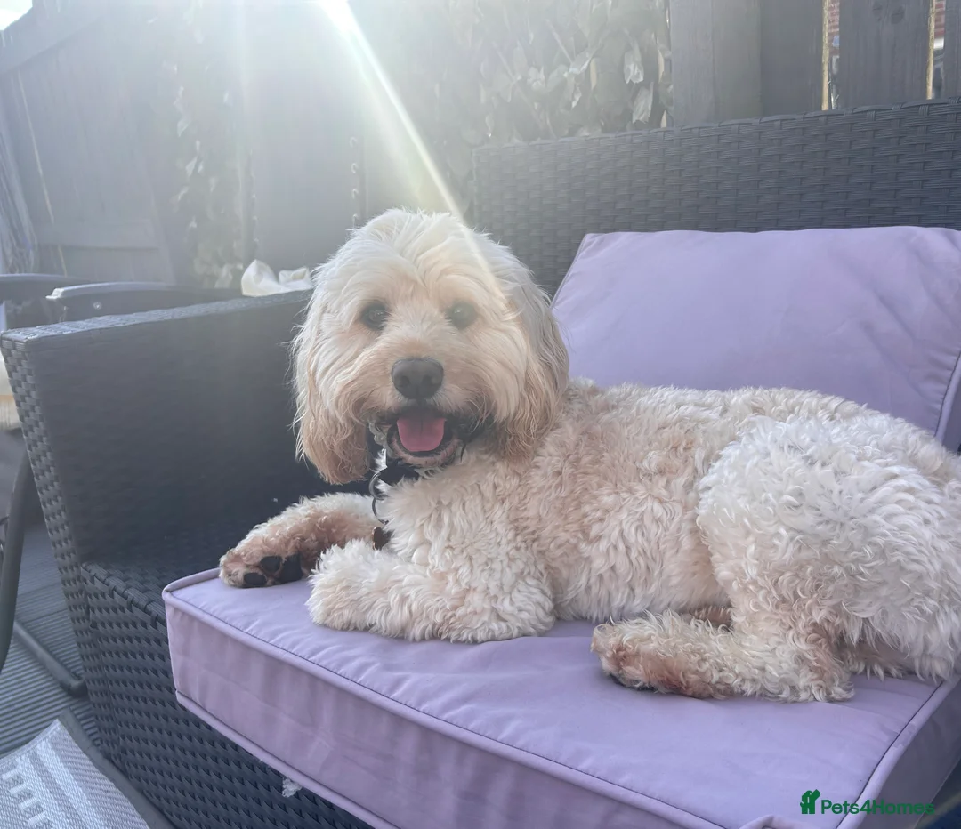 Cockapoo dogs for stud: Beautiful apricot cockapoo for stud in Hartlepool - Advert 8