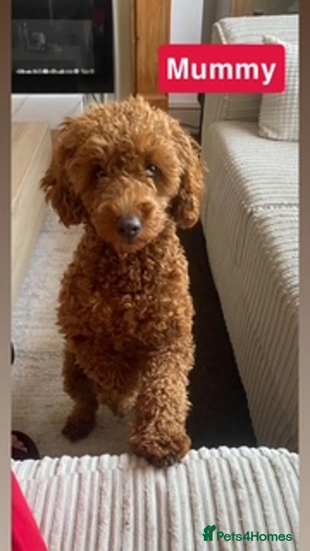 Toy Poodle dogs for sale: Beautiful pure red toy poodle puppies for sale - Advert 9