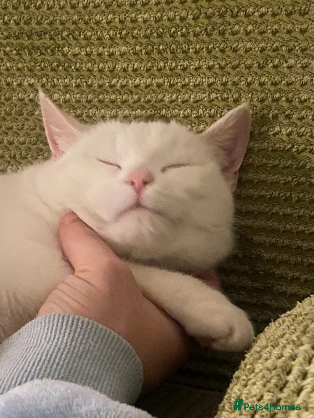 Mixed Breed cats for sale: Cat looking for quieter home - Advert 5