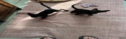 Oriental cats for sale: ORIENTAL KITTENS - Advert 3