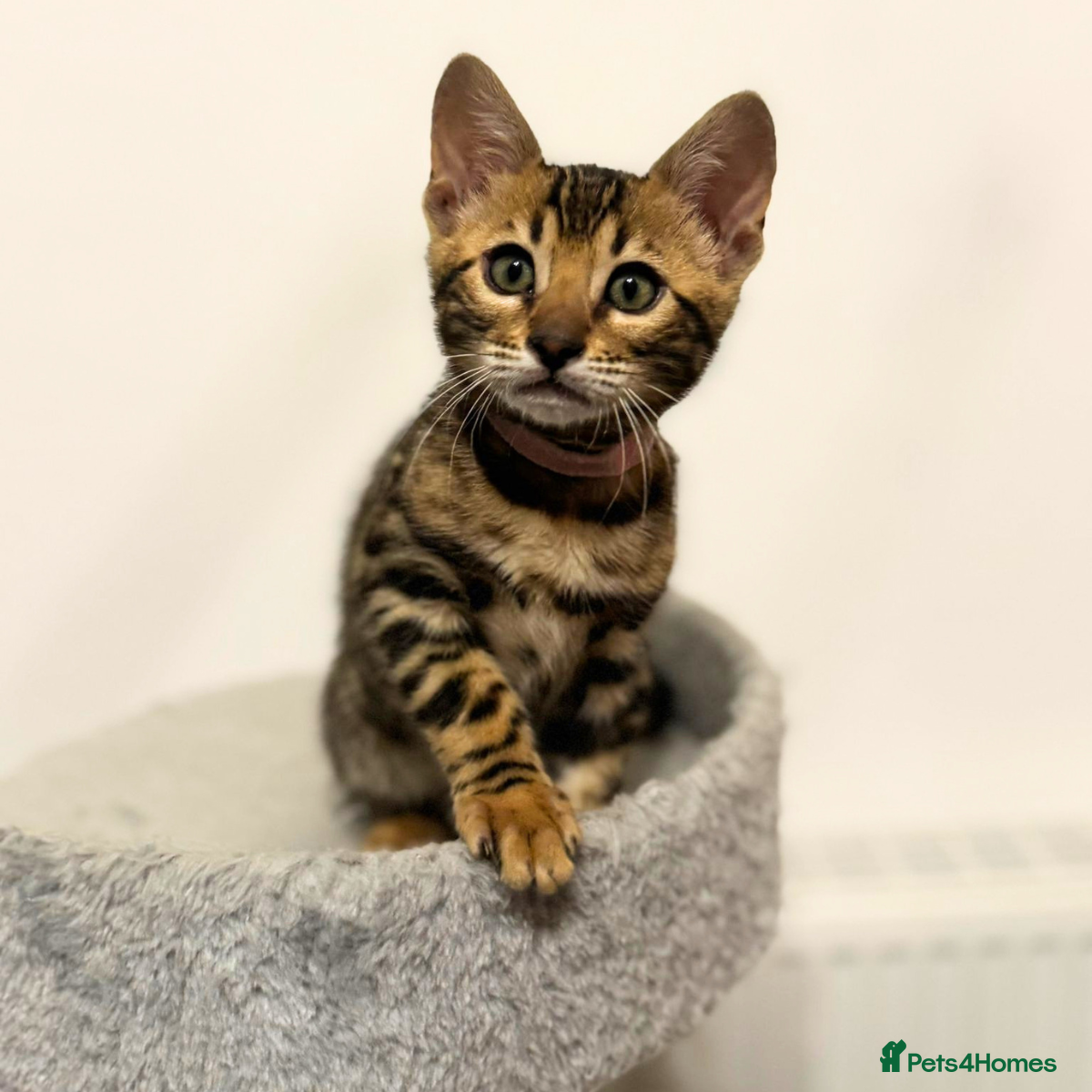 Bengal cats Luxury 5-Generation-Pedigree Bengal Kittens - Advert 1