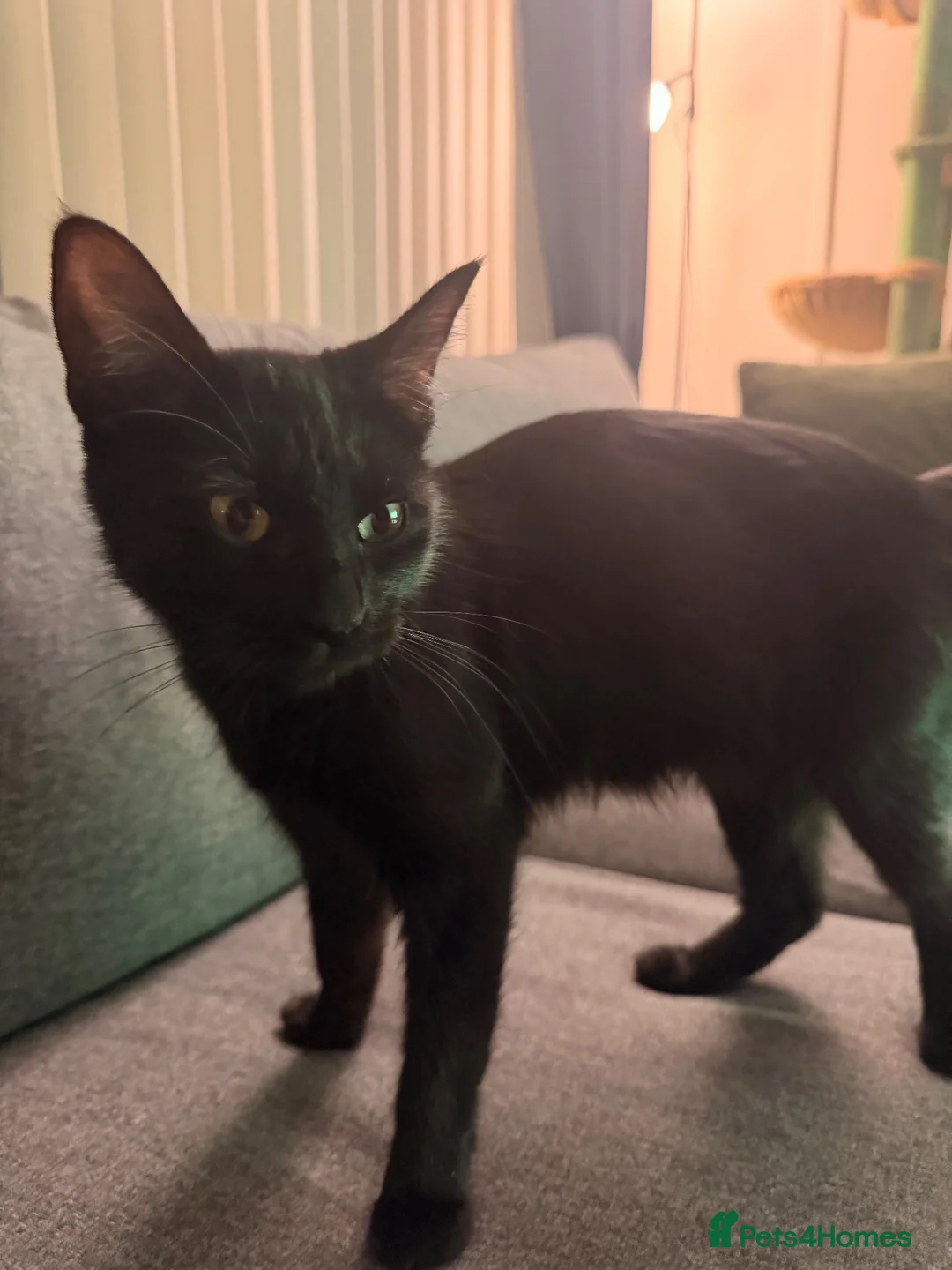 Mixed Breed cats for sale: Beautiful Kittens  - Advert 2